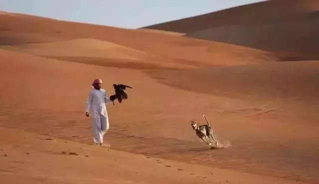 神仙狗是什么狗,有没有什么神仙养的狗