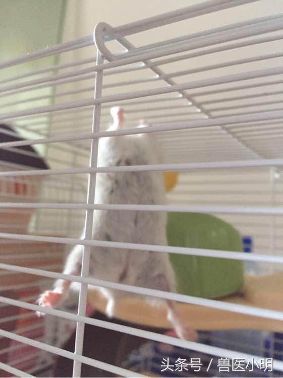 仓鼠中的体操王者,保持这样的姿势半小时,轻而易举