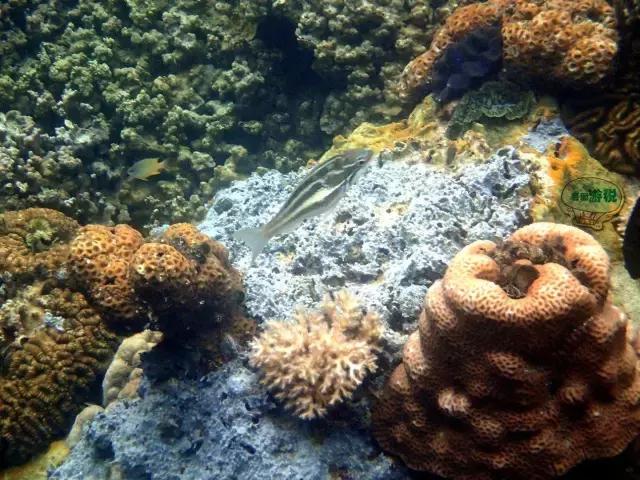 令人毛骨悚然的帕劳国家美食,去帕劳必吃的东西