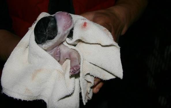 边牧接生,边牧生小狗怎么接生