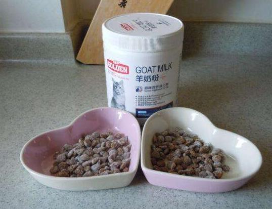 小细节决定健康的指数,小猫咪也要注意个人卫生