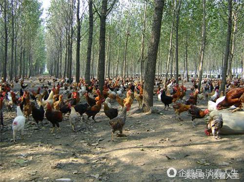 农村致富有哪些门路,农村发财致富门路