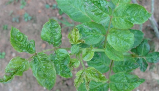 养的花总是发霉怎么办,养的花长腻虫了怎么办