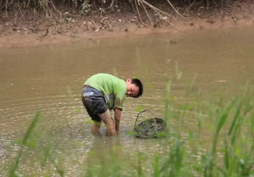 农村妇女下河摸螺蛳,农村男生在河里摸螺蛳
