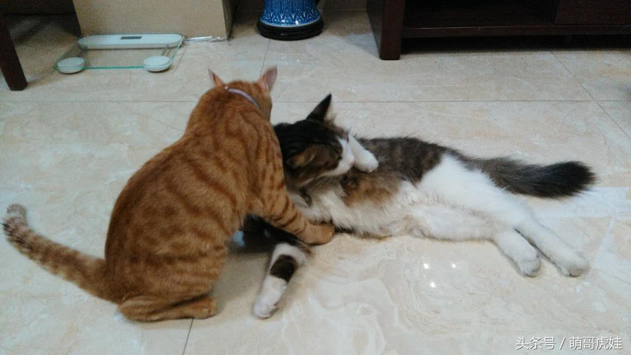 铲屎的把喵星人当孩子养，逢年过节都给大红包，每年的红包钱都存起来捐给寺庙帮小猫求平安