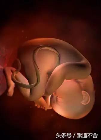 超萌龙凤胎宝宝图片,孕1到9周胎儿发育全过程