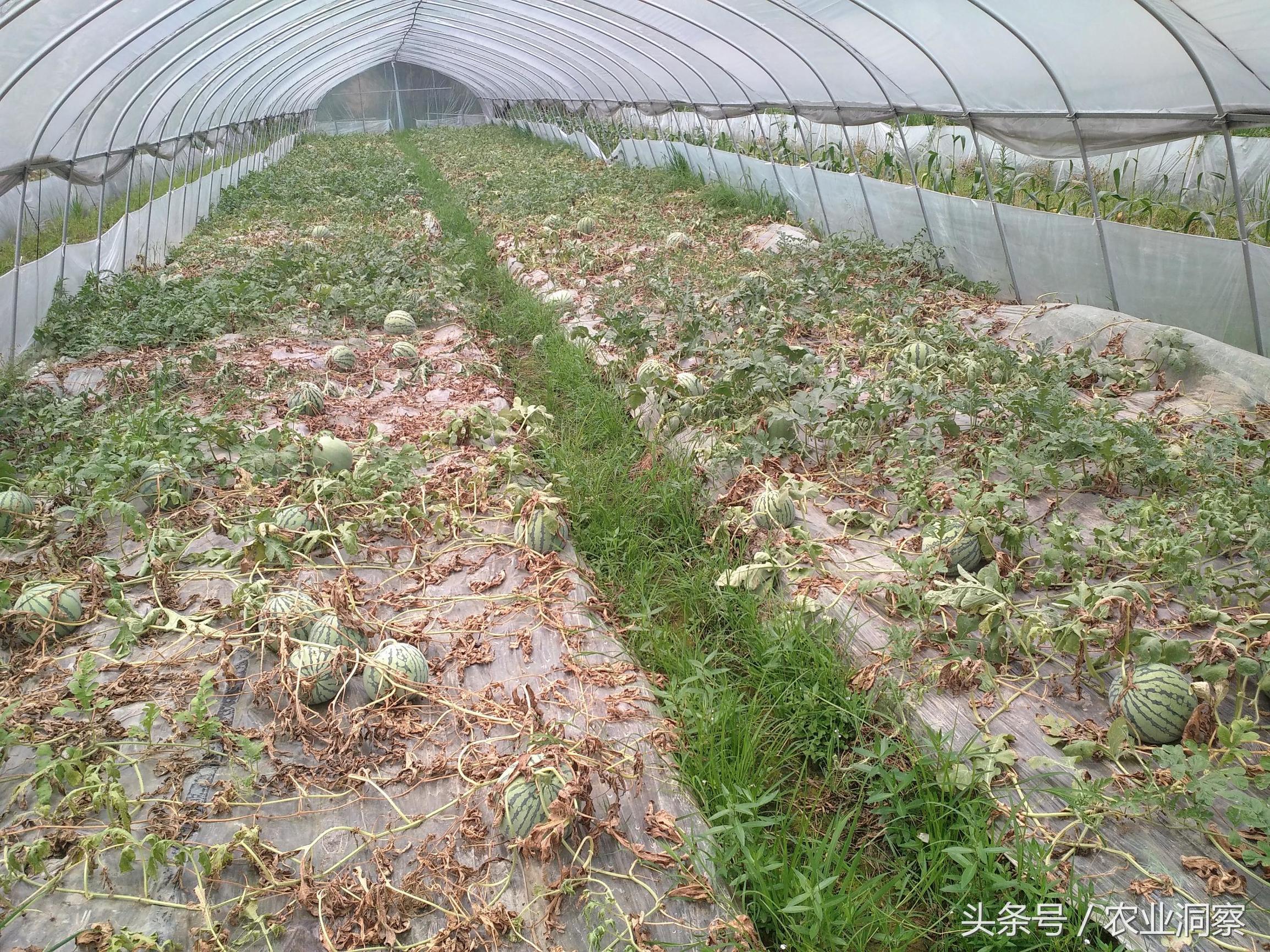 老瓜农种植西瓜诀窍,老下雨西瓜开花结果怎么办