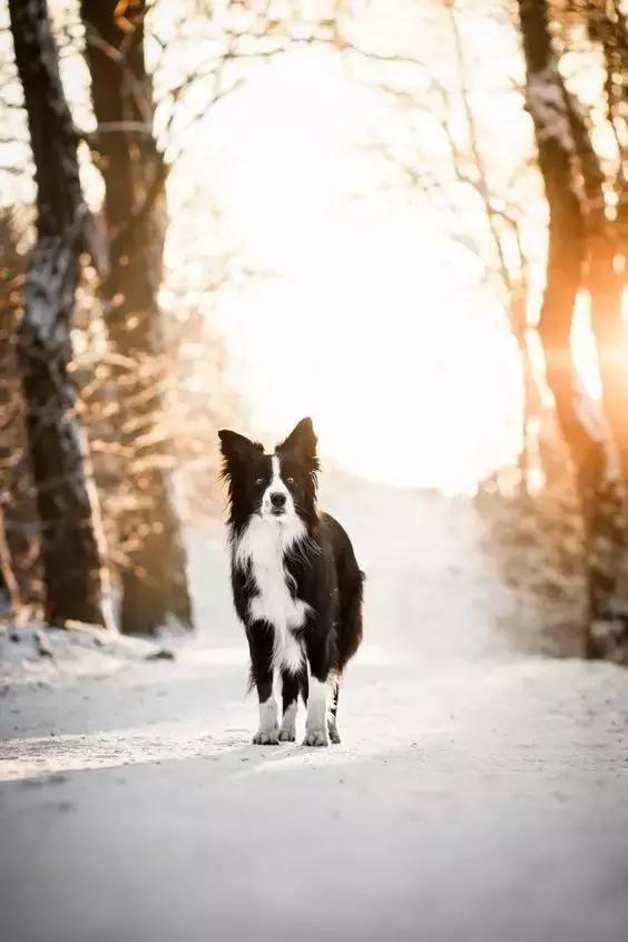 常见品种狗狗的优点和缺点分析,常见的狗狗品种大全