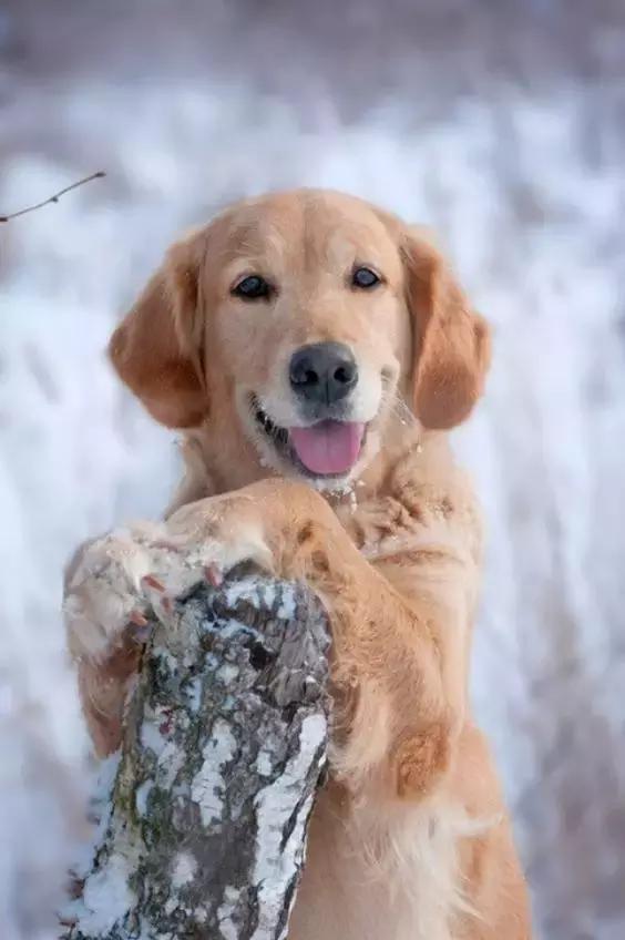 常见品种狗狗的优点和缺点分析,常见的狗狗品种大全