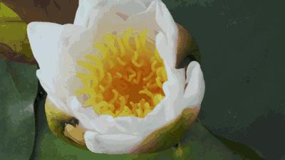 七星岩夏天的荷花图片,七星岩景区有荷花吗