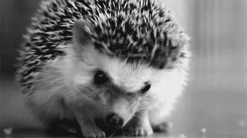 东北保家仙传说真实故事,揭秘东北保家仙的故事