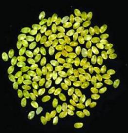 米粒为什么那么可爱,看看中国农民都不知道的12种米就知道了