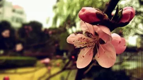 谢谢你高中征文,鲁迅中学初中