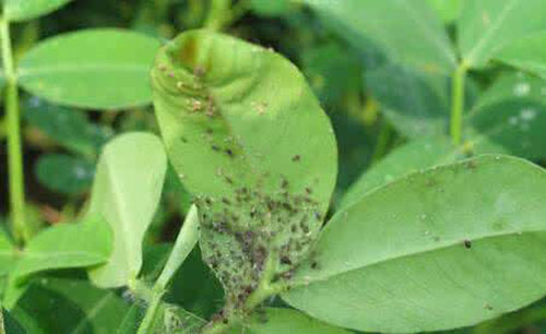 花生被红蜘蛛危害怎样补救,旱田春小麦红蜘蛛的防治