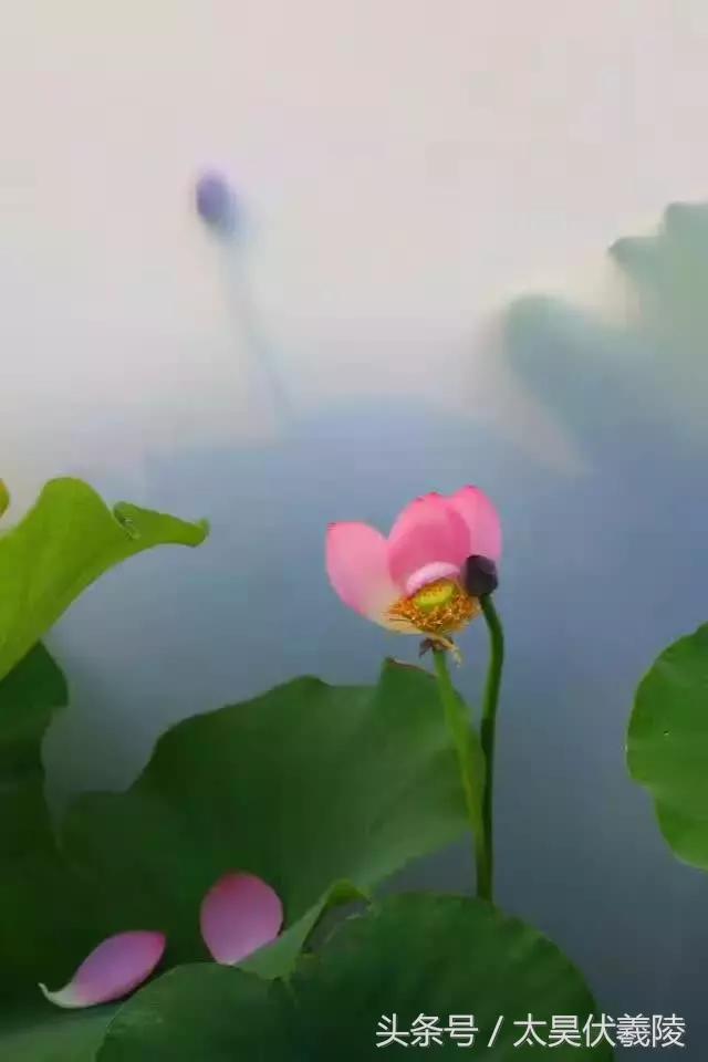 淮阳万亩荷花华丽盛放，让摄影师告诉您，荷花到底有多美！