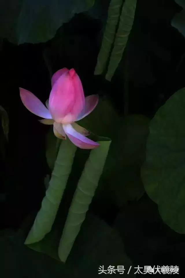 淮阳万亩荷花华丽盛放，让摄影师告诉您，荷花到底有多美！