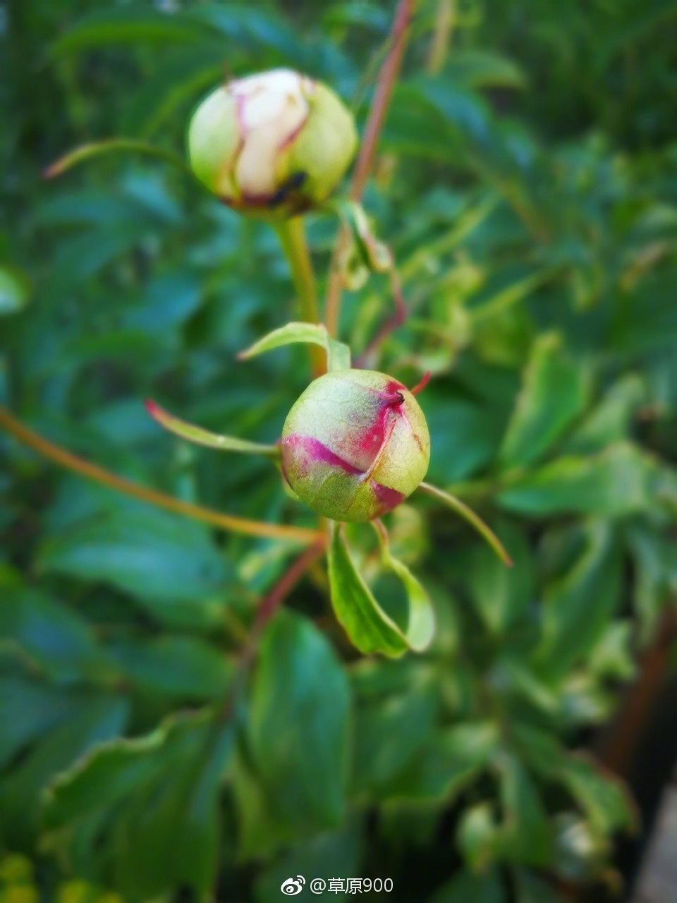 锡林郭勒草原星空,天堂草原锡林郭勒