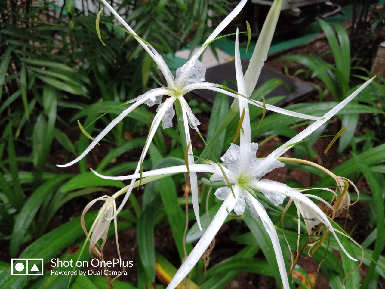 一加5手机评测国产机顶级旗舰,一加手机5评测科技美学