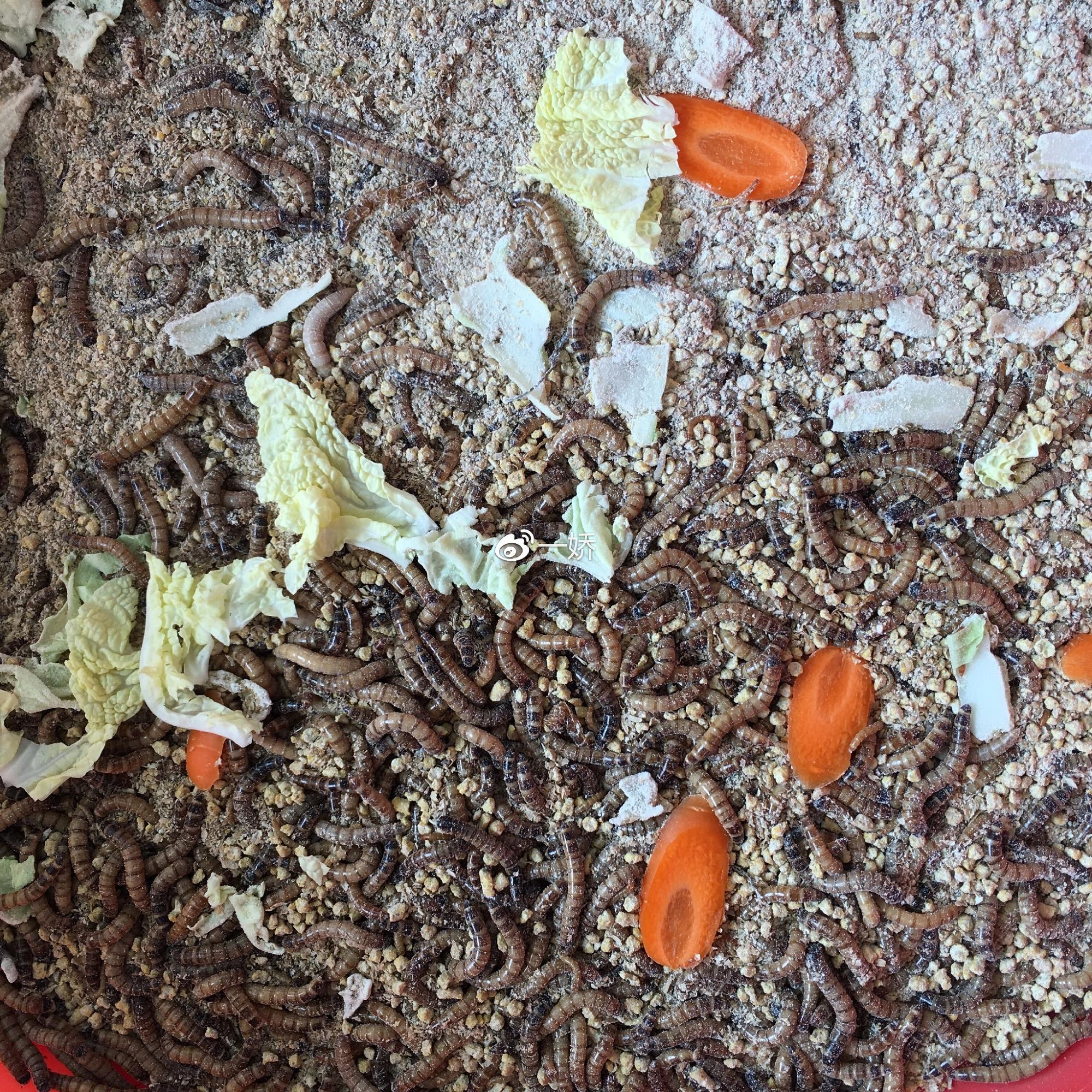 野外捡来的雏鸟拿什么给它吃,野外捡来的小鸟怎么给他喂食