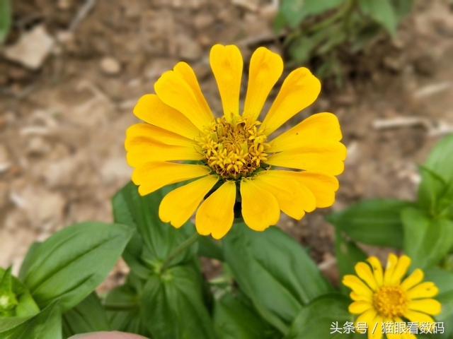 oppor11手机测评是否值得入手,oppor11好用吗值得入手吗