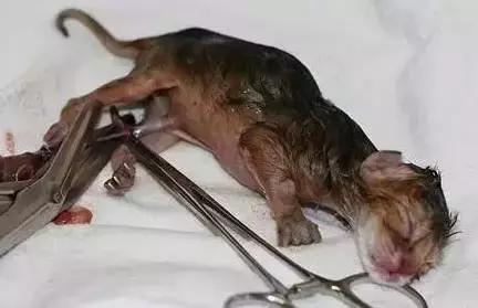 猫咪怀孕生产及产后护理