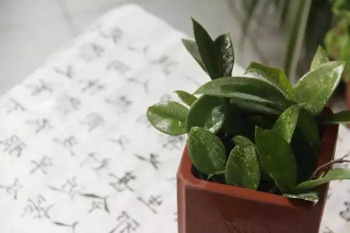 经常别误以为是绿萝的几种植物，以为绿萝开花的都被骗了