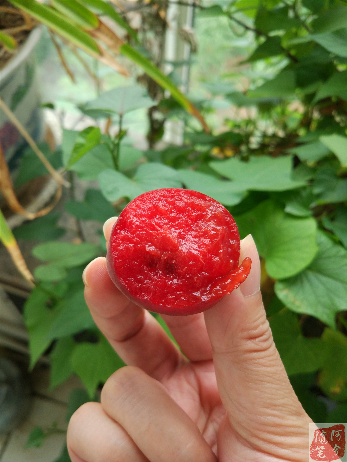 路边长的野生红果果能吃吗,农村老爷爷采摘花生