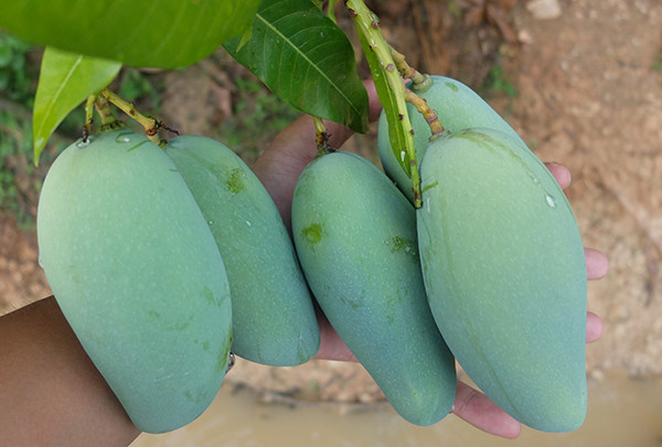 如何催熟芒果,芒果催熟是密封催熟吗