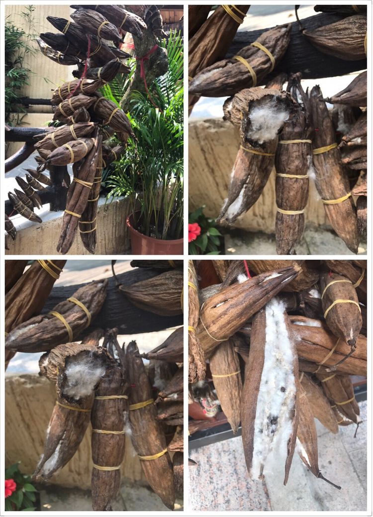 三亚自由行,三亚海鲜海旅