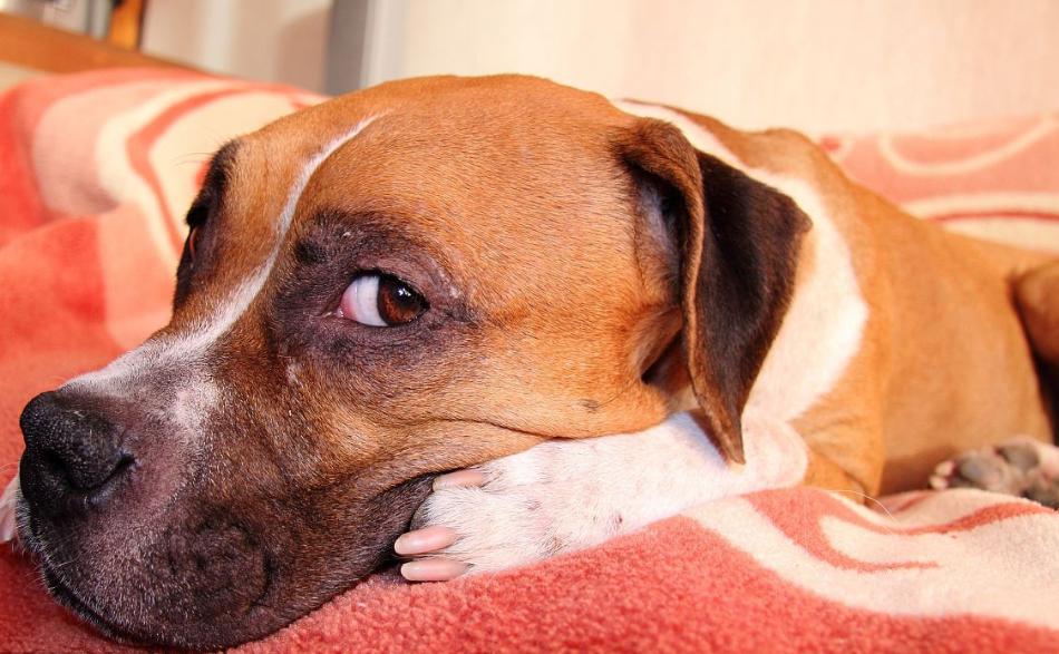 《狗狗的养护与训练秘籍》,狗狗日常护理注意事项