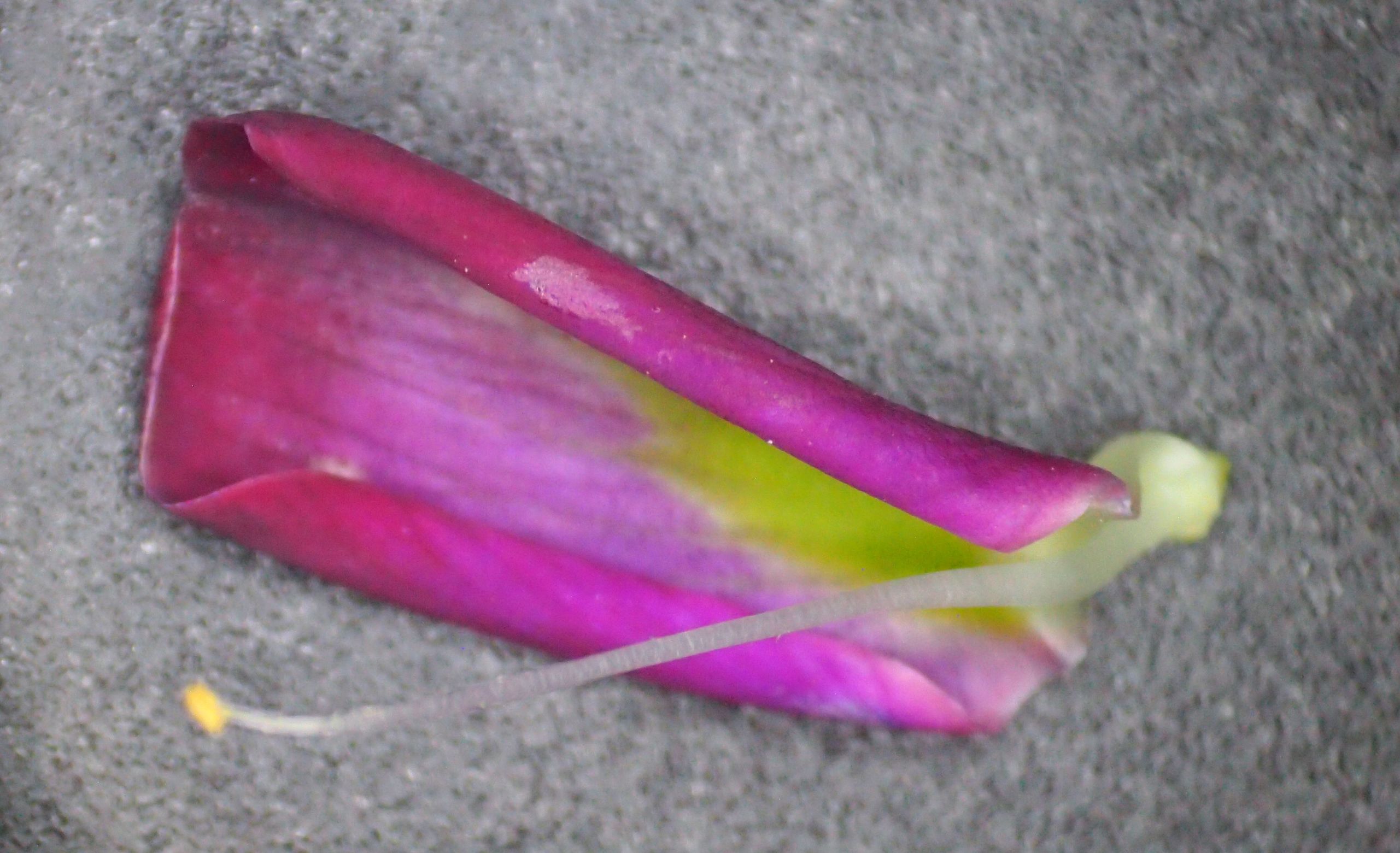 网脉崖豆藤能耐寒多少,网脉崖豆藤