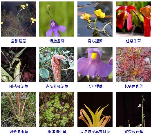 常见花卉盆栽100种,盆栽什么品种花草最好养