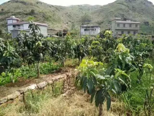 蔷薇水果店~“品控达人”的福音!