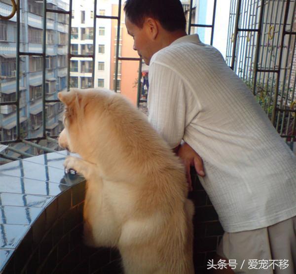 世界上最贵的狗狗排行榜前十名,世界上最贵的五种狗狗盘点