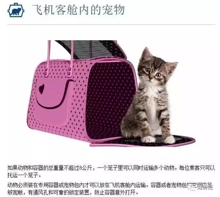 王思聪送王可可视频,王可可怎么遇到王思聪的