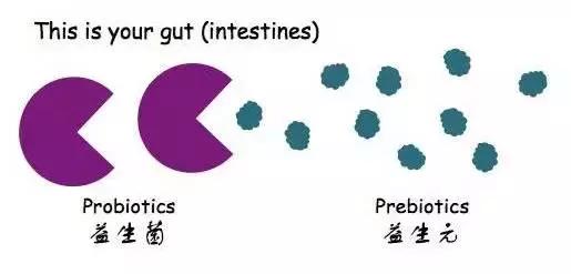 益生元和益生菌到底有什么区别呢,益生元和益生菌相同点