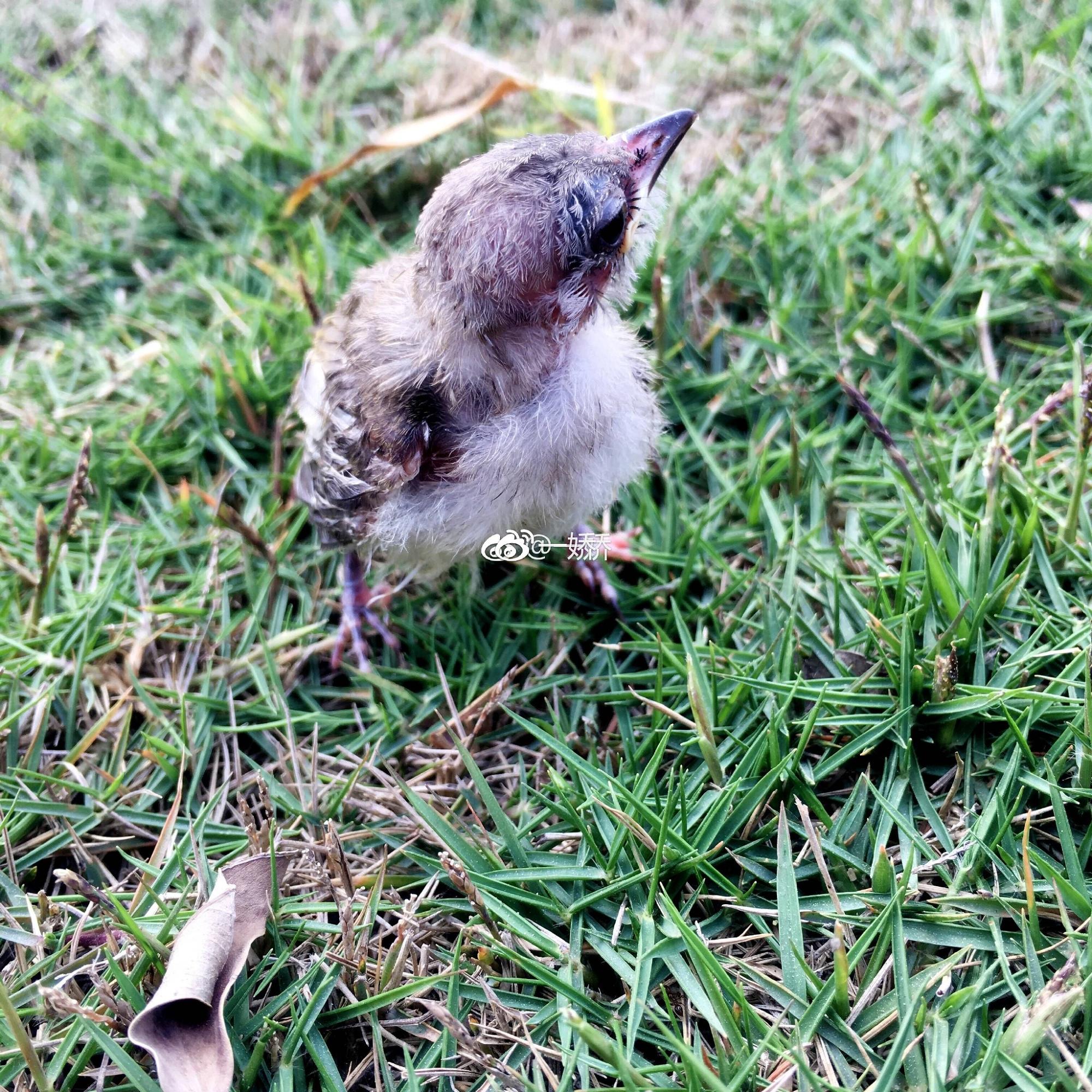 野外捡来的雏鸟拿什么给它吃,野外捡来的小鸟怎么给他喂食