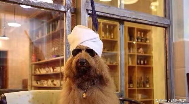 巨型泰迪不仅很拉风还是个小土豪，网友表示：投胎真是个技术活，突然觉得人不如汪