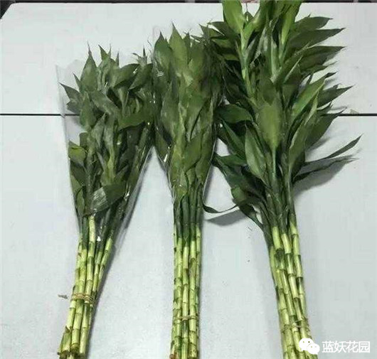 富贵竹叶子发黄怎么办水养盆栽,富贵竹叶子发黄怎么办妙招