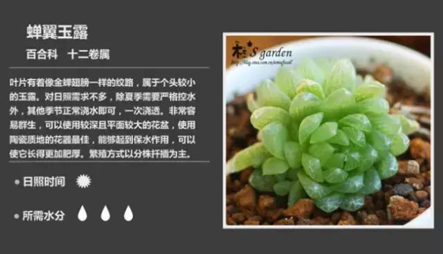 十二卷多肉植物怎么养,十二卷多肉如何养根