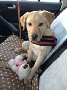 拉布拉多犬，你懂它吗？