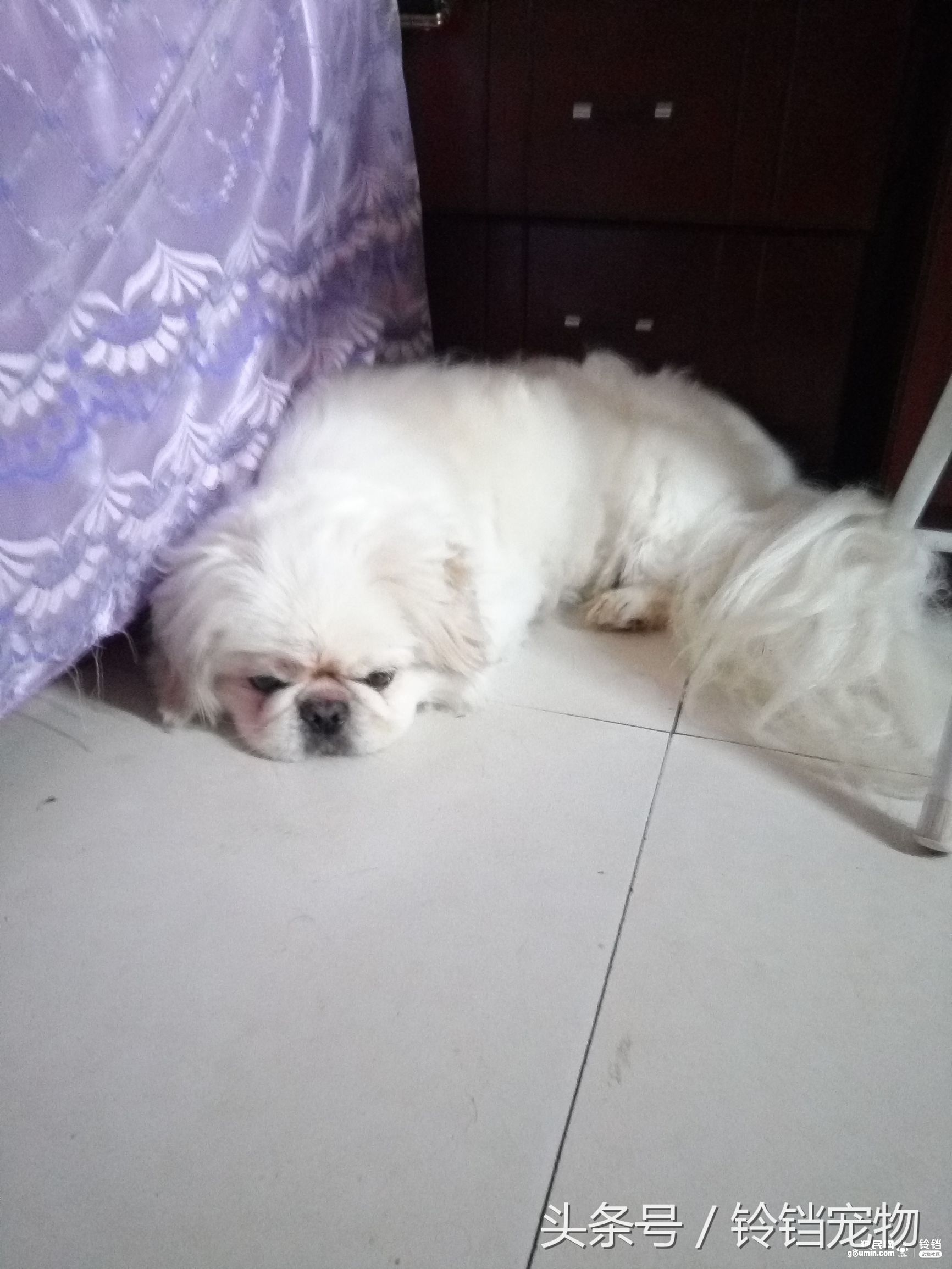 猫狗一起拆家了 (猫狗拆家)