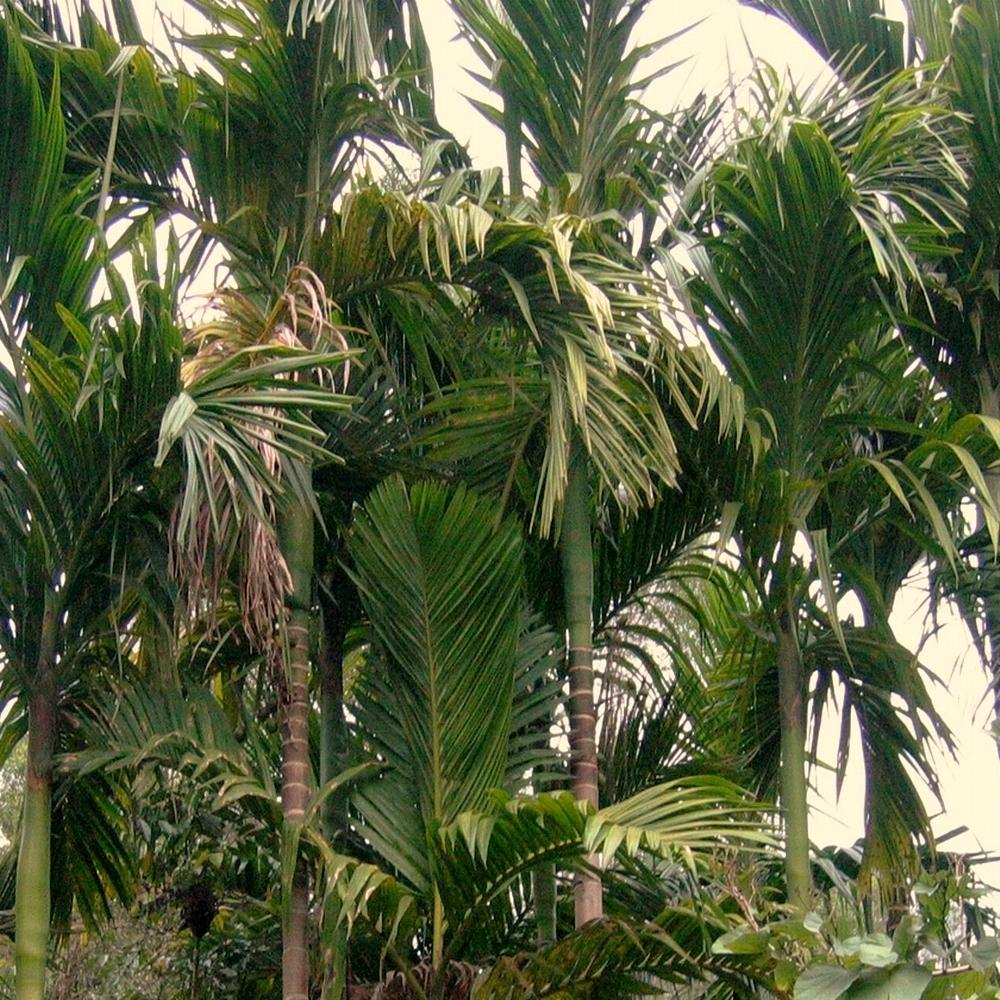 有睡眠现象的常见植物,会让植物睡眠的植物