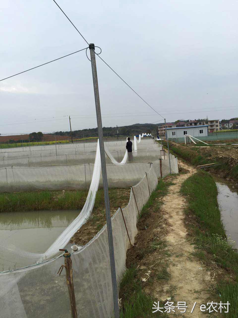 致富经养石蛙近期视频,cctv7致富经2016