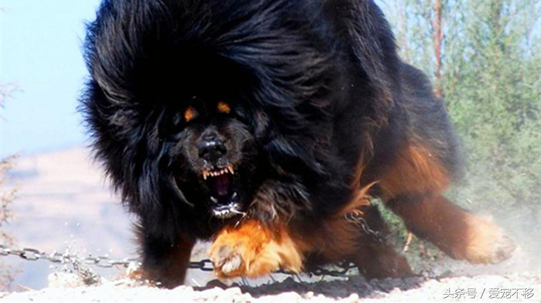 世界上最贵的狗狗排行榜前十名,世界上最贵的五种狗狗盘点