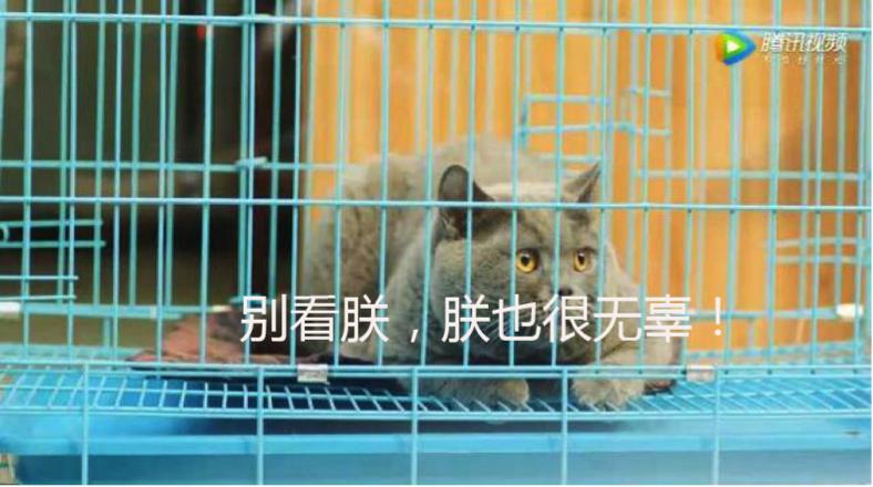 鍚愭Ы灏村艾骞垮憡,骞垮憡灏墖