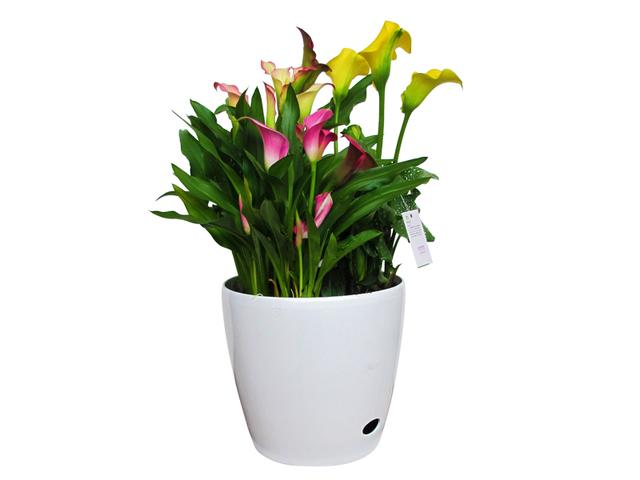 彩色马蹄莲开花期间怎么养护,马蹄莲插花养护注意事项图片