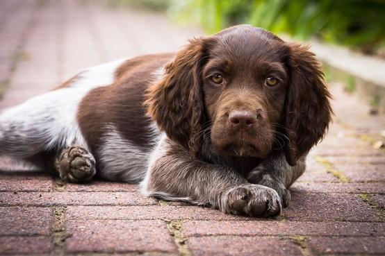闲话毛小孩之狗食进化论