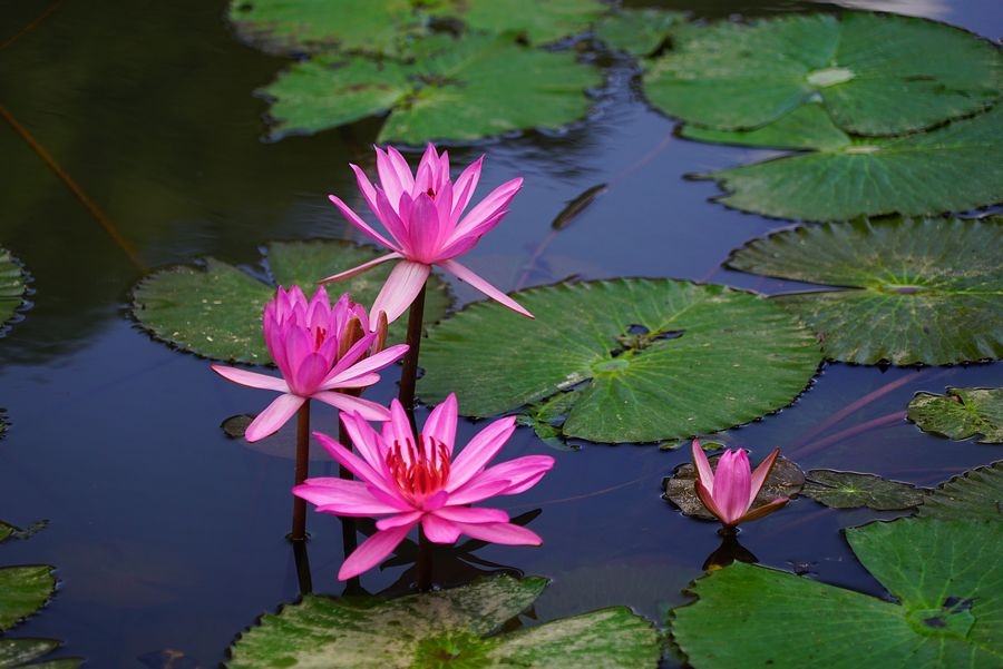 海南兴隆植物园的镇园之宝---“见血封喉”