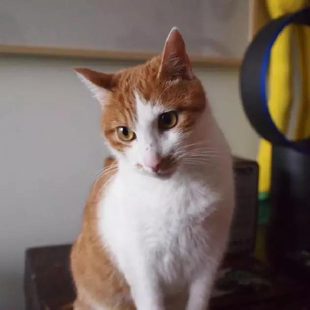 上海嘉定哪里有免费领养狗,瑶海区附近最近的宠物领养